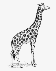 Vector Giraffe Clipart - Realistic Pencil Giraffe Drawing, HD Png Download, Free Download