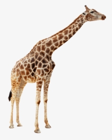 Giraffe Duck Mallard Stock Photography Zoo - Giraffe Png, Transparent Png, Free Download