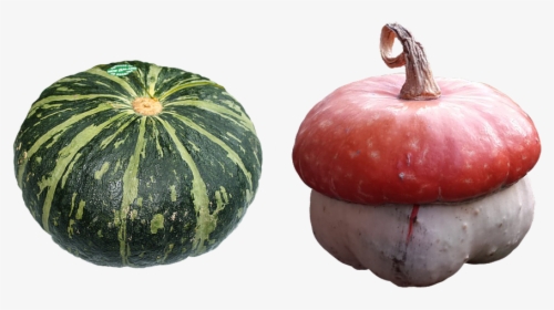 Pumpkin, A Vegetable, Garden, The Cultivation Of - Name The Green Vegetables, HD Png Download, Free Download