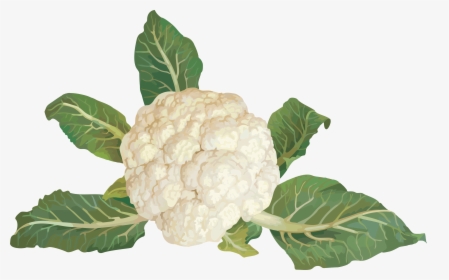 Cauliflower Png - Clip Art Vegetables, Transparent Png, Free Download