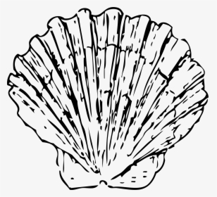 Scallop Shell Clip Arts - Scallop Black And White, HD Png Download, Free Download