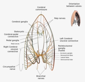 Nervous System Of Tilapia, HD Png Download, Free Download