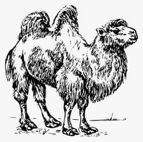 Bactrian Camel Clipart, HD Png Download, Free Download