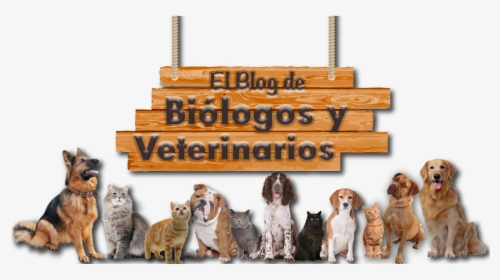 El Blog De Biólogos Y Veterinarios - Biologos Y Veterinarios, HD Png Download, Free Download