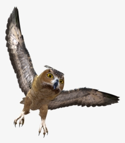 Owl Png - Owl Flying Transparent Background, Png Download, Free Download