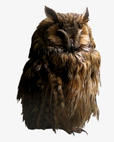 Owl Png - Owl Transparent Png, Png Download, Free Download