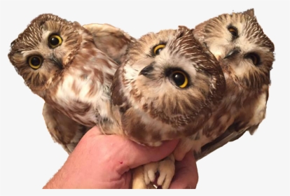 Animal & Personthree Baby Owls - Baby Owls Png, Transparent Png, Free Download