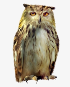 Now You Can Download Owls Png Picture - Картинка Сова На Прозрачном Фоне, Transparent Png, Free Download
