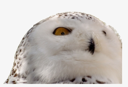 Snowy Owl - Hobagoly, HD Png Download, Free Download
