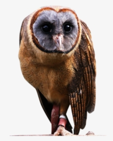 Owls Png, Transparent Png, Free Download