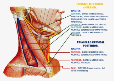 Muscles Of The Neck Lateral View, HD Png Download, Free Download