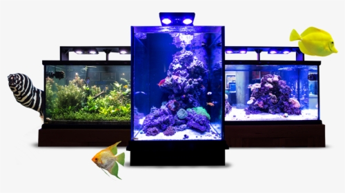 Image Module - Aquarium Lighting, HD Png Download, Free Download