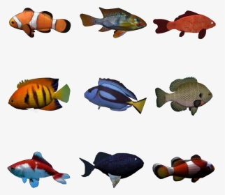 Object Detection Freshwater Fish Exemplar Theory, HD Png Download, Free Download