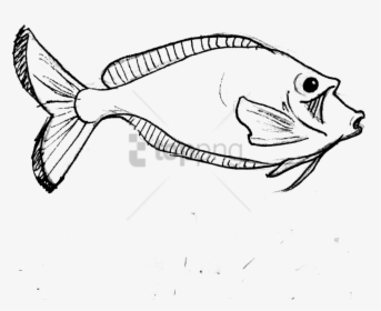 Outline Drawing Sceneries, Hd Png Download - Easy Realistic Fish Drawing, Transparent Png, Free Download