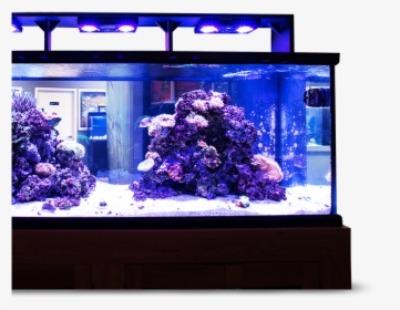 Transparent Fish Tank Png - Aquarium Lighting, Png Download, Free Download