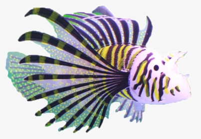 然锋 Fish Tank Decoration Simulation Small Fake Fish - Coral Reef Fish, HD Png Download, Free Download