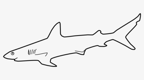 Shark Outline Png - Tiger Shark, Transparent Png, Free Download