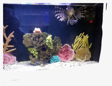 Lion Fish Aquarium Fish Water Ocean Blue Exotic Exotic - Aquarium, HD Png Download, Free Download
