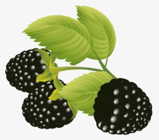 Blackberries Vector Free, Eps Vector, Graphic Design - Moras Vector Png, Transparent Png, Free Download