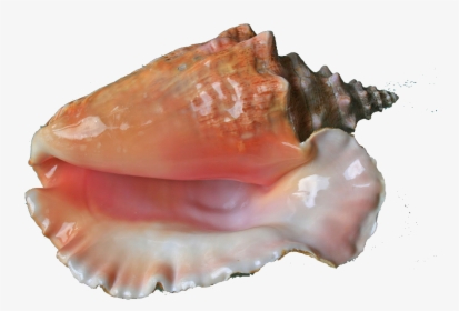 Conch Png Free Download - Sea Shell, Transparent Png, Free Download