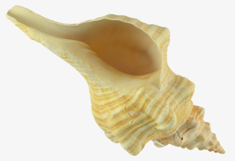 Conch Transparent Image - Shell, HD Png Download, Free Download