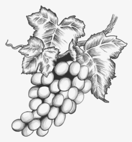 Transparent Raisins Png - Sultana, Png Download, Free Download