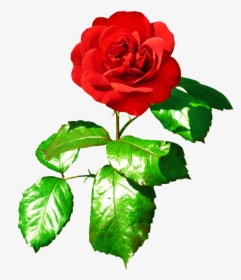 Red Rose Clipart Rose Leaf - Red Rose With Green Leaves, HD Png Download, Free Download