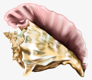 Free Cliparts Co Clip - Conch From Lord Of The Flies, HD Png Download, Free Download