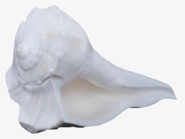 Conch Png Free Images - Conch, Transparent Png, Free Download