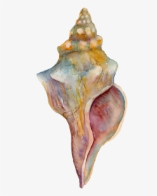 Conch Png Free Background - Watercolor Seashell Paintings Easy, Transparent Png, Free Download