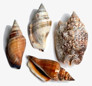 Shell, HD Png Download, Free Download