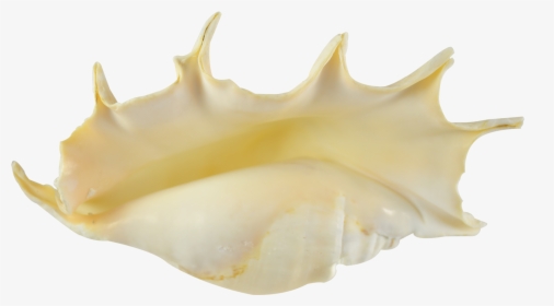 Spider Conch Decorative Shell 9-10" - Shell, HD Png Download, Free Download