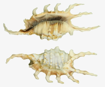 Scorpion Spider Conch Decorative Shell 3-4" - Conch, HD Png Download, Free Download