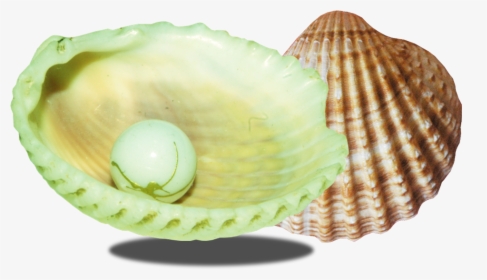 Transparent Conch Clipart - Ракушка Png, Png Download, Free Download
