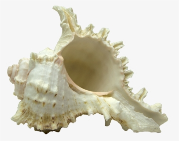 Conch, HD Png Download, Free Download