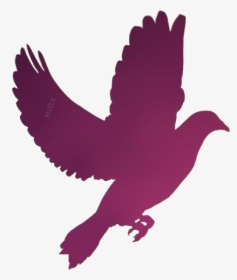 Dove Png Transparent Images - Flying Pigeon Silhouette, Png Download, Free Download