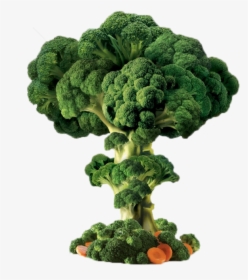 Broccoli Plant Png - Broccoli Tree Png, Transparent Png, Free Download