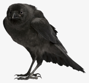 Crow Reference, HD Png Download, Free Download