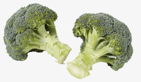 Brocoli - Broccoli, HD Png Download, Free Download
