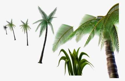 Palm Tree Png -3d Palm Tree Png - Attalea Speciosa, Transparent Png, Free Download