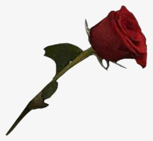 Image - Rose With Blood Png, Transparent Png, Free Download