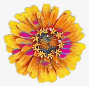 #colorful #flower #flowers #yellow - Common Zinnia, HD Png Download, Free Download