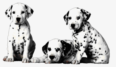 #mq #dogs #dalmatian #baby #pet #animals #blackandwhite - 101 Dalmatiens Album Du Film, HD Png Download, Free Download