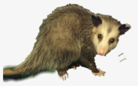 Transparent Opossum Png - Common Opossum, Png Download, Free Download