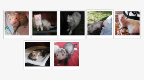 Virginia Opossum, HD Png Download, Free Download