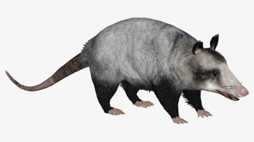 Common Opossum - Didelphis Marsupialis Png, Transparent Png, Free Download