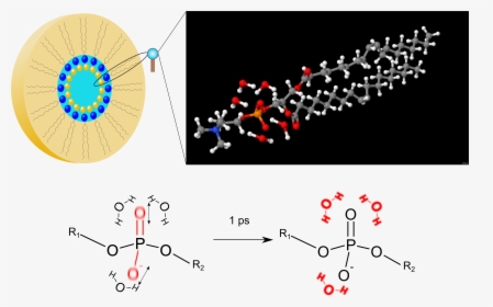 Phospholipids And Water Molecules , Png Download - Phospholipid And Water Molecules, Transparent Png, Free Download