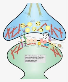 Synaptic Cell Adhesion Molecules - Cell Adhesion Molecules Synapse, HD Png Download, Free Download