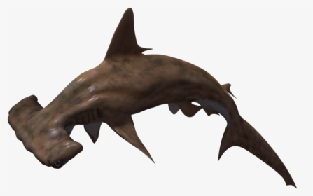 Hammerhead Png No Background - Hammerhead Shark Transparent Background, Png Download, Free Download