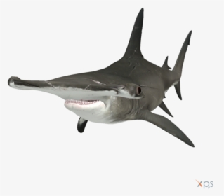 Transparent Hammerhead Shark Png - Hammerhead Shark Transparent Background, Png Download, Free Download